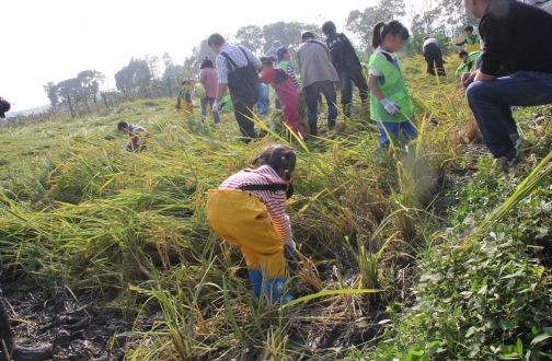 【宁波】都会出逃记，随着小海趣帮稻忙 ——水稻的神奇之旅，亲子共探自然神秘